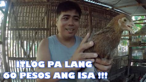 malaking manok